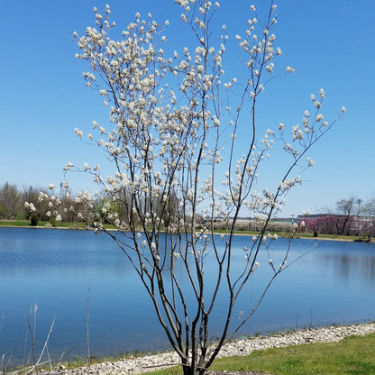 Alleghany Serviceberry