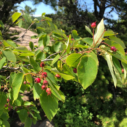 Tree branch with green leaves and red berries against a natural background