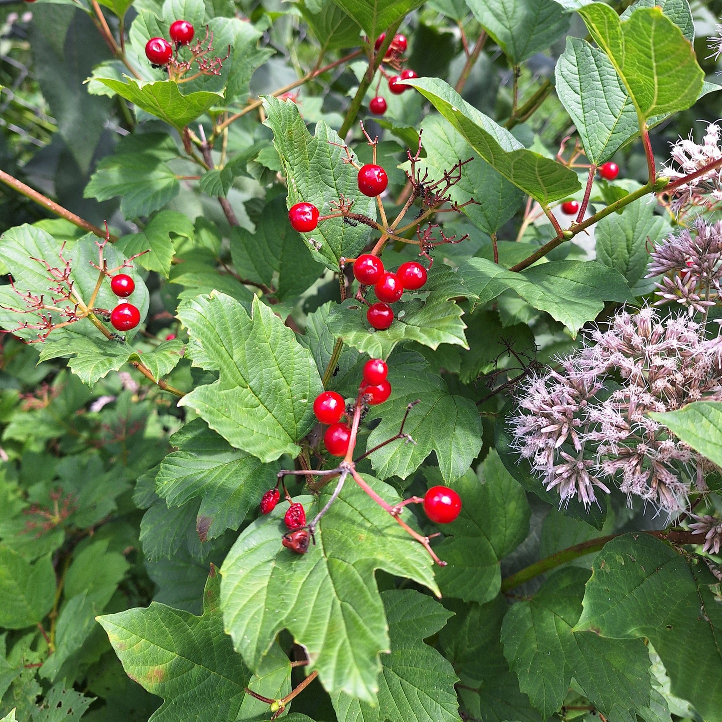 American Cranberry Bush