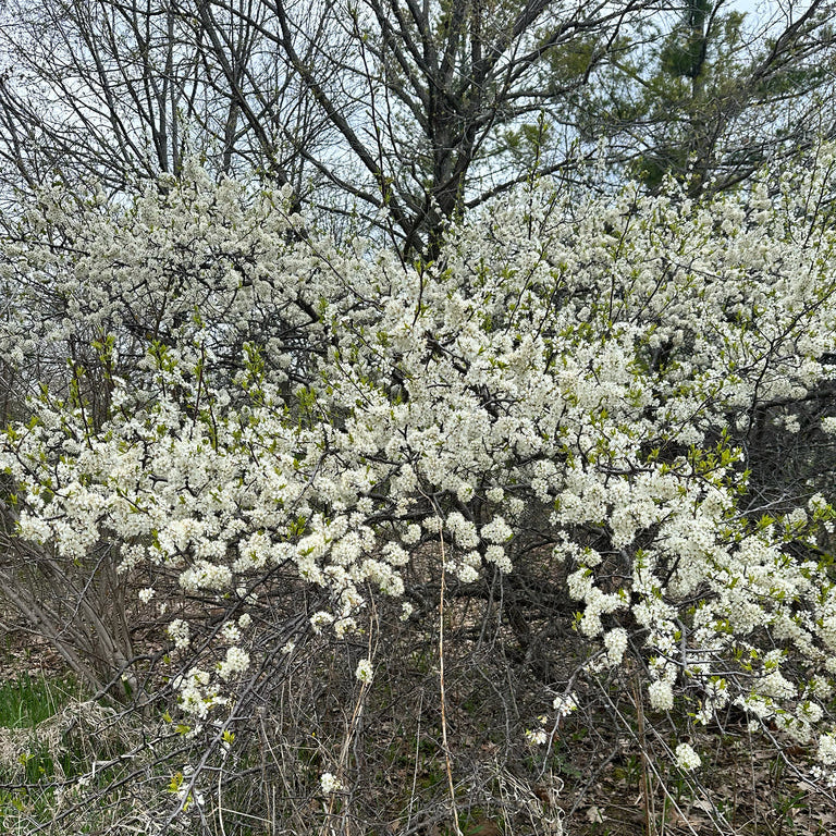 American Plum