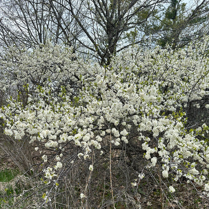 American Plum