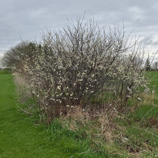 American Plum