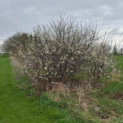 American Plum