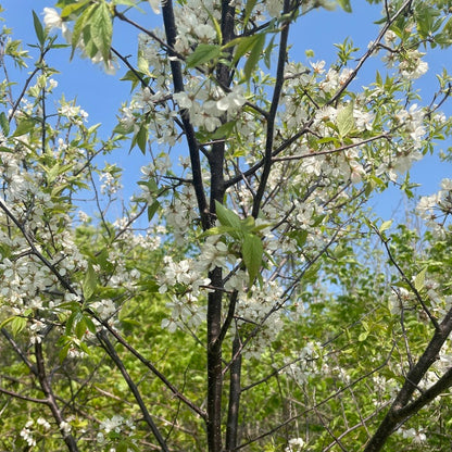American Plum