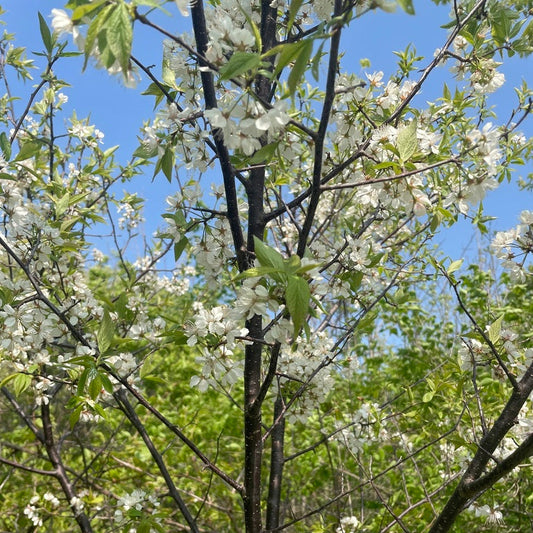 American Plum