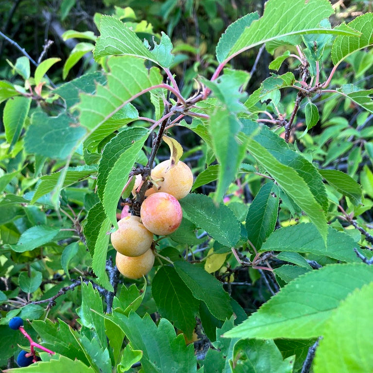 American Plum