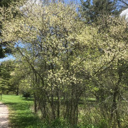 American Plum
