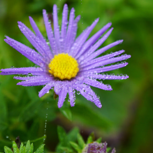 Aromatic Aster
