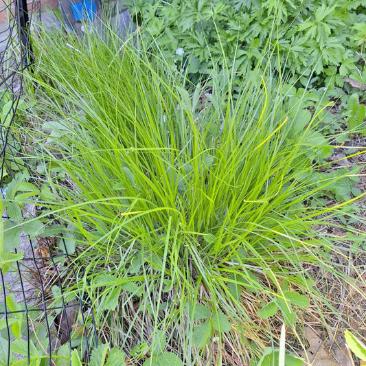 Bebb's Oval Sedge