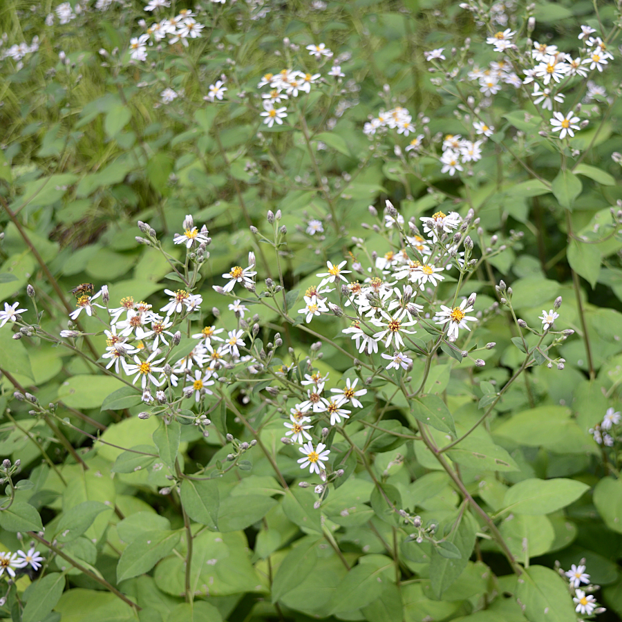 Big-leaved Aster