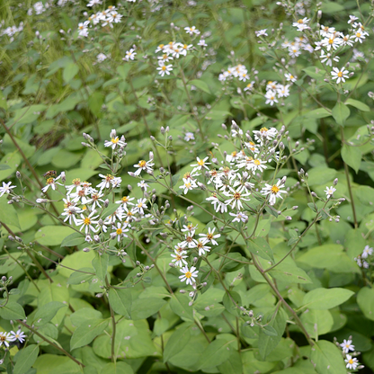 Big-leaved Aster