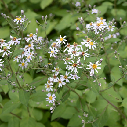 Big-leaved Aster