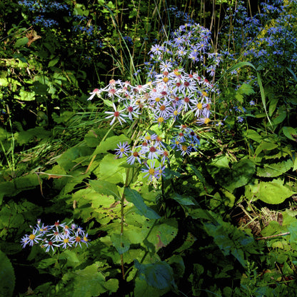 Big-leaved Aster