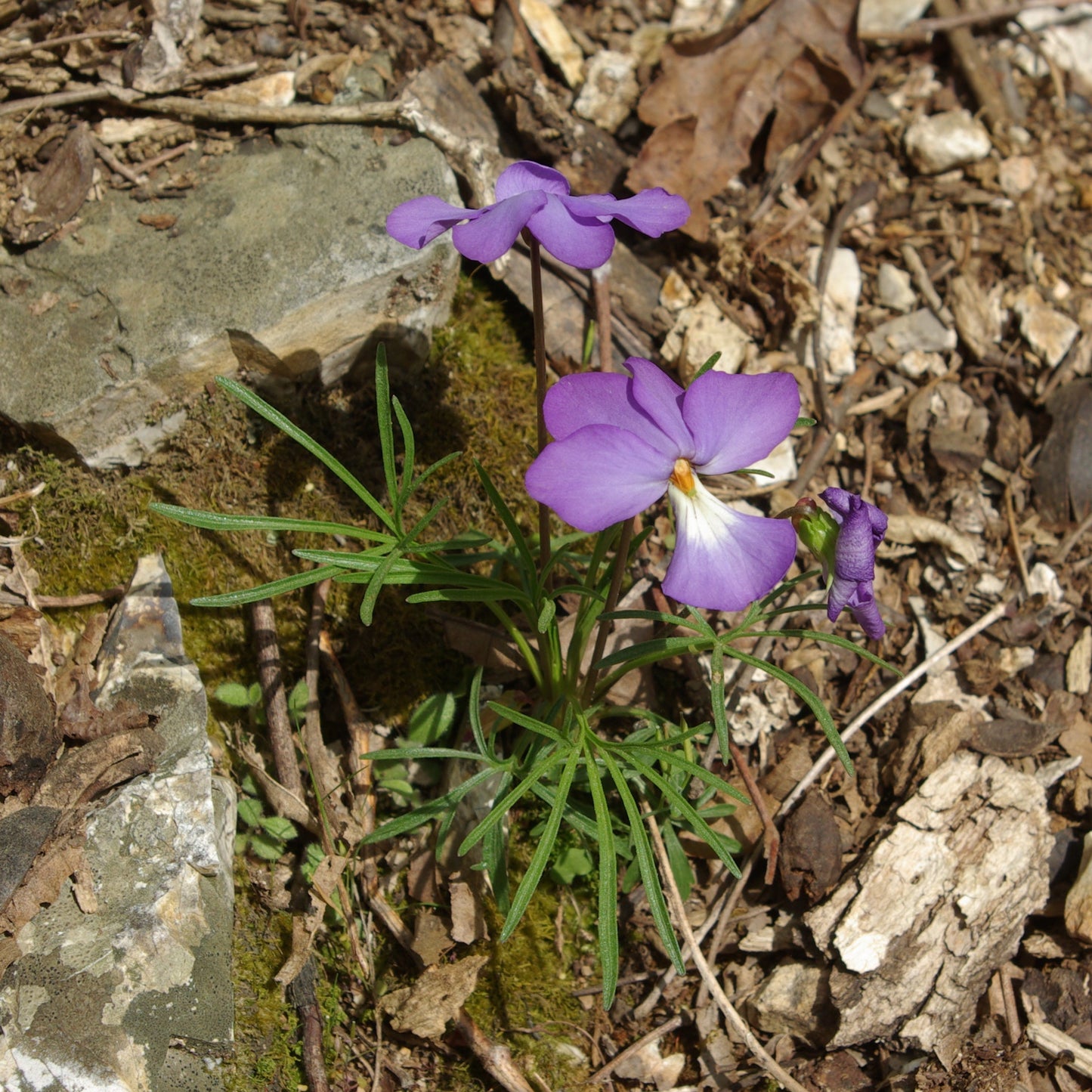 Bird's Foot Violet