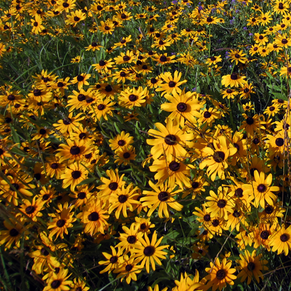 Black-eyed Susan