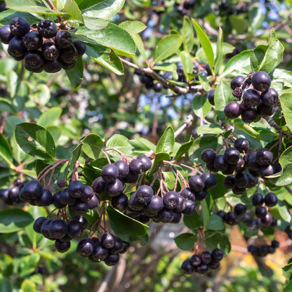Black Chokeberry