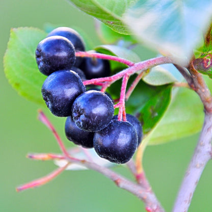 Black Chokeberry