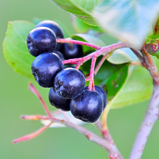 Black Chokeberry