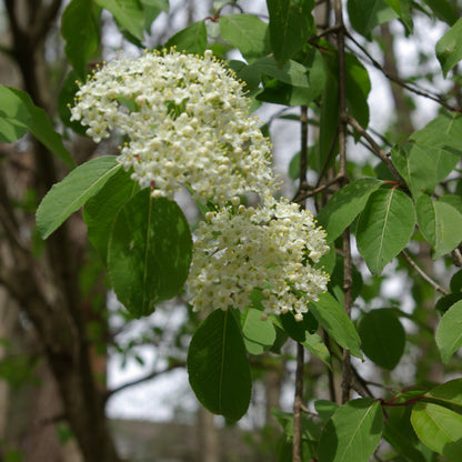 Blackhaw Viburnum