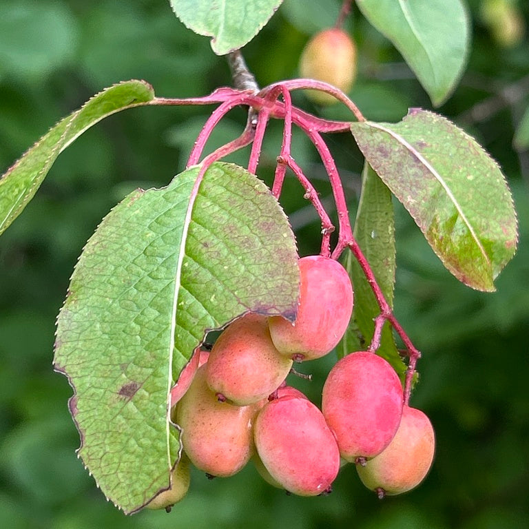 Blackhaw Viburnum