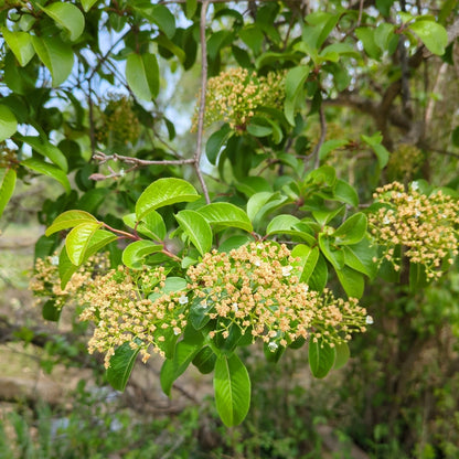 Blackhaw Viburnum