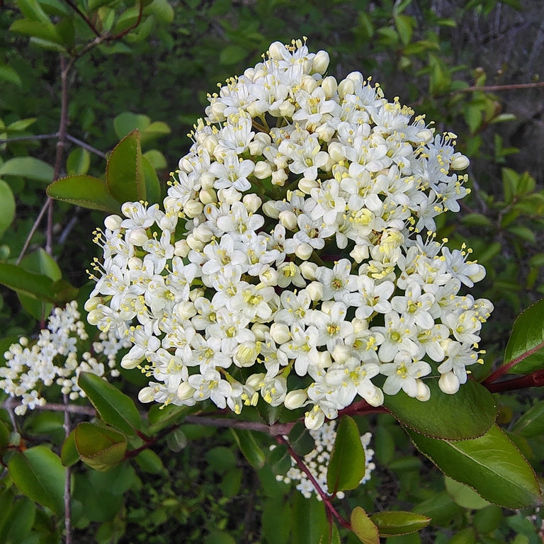 Blackhaw Viburnum