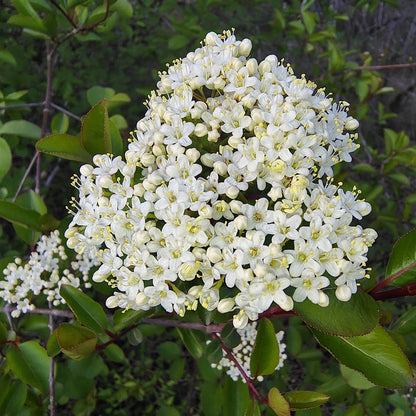 Blackhaw Viburnum