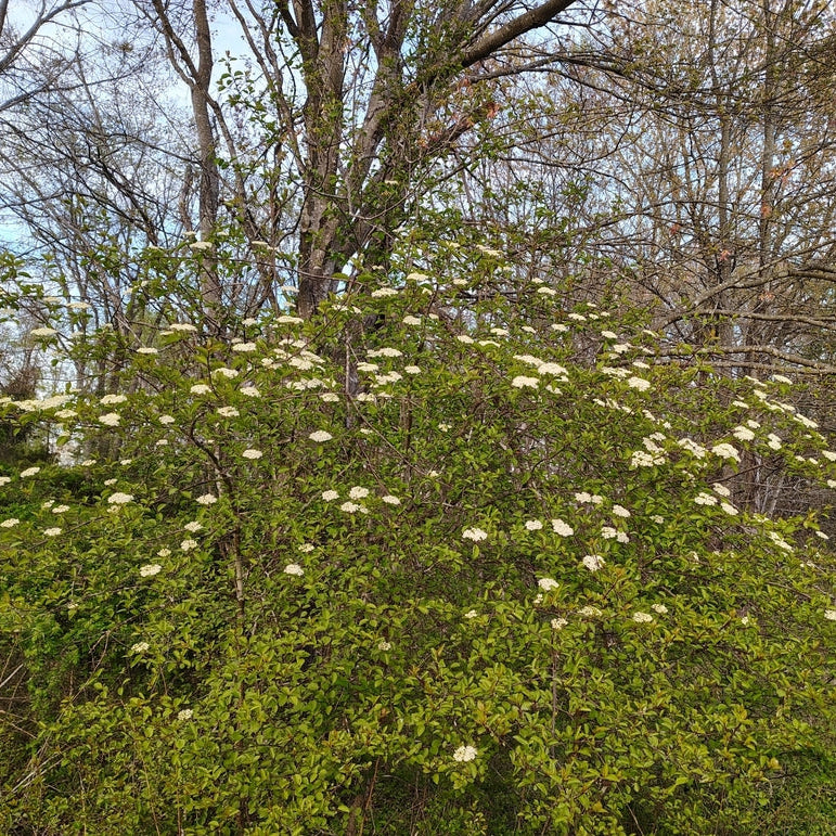 Blackhaw Viburnum
