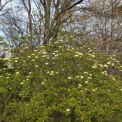 Blackhaw Viburnum