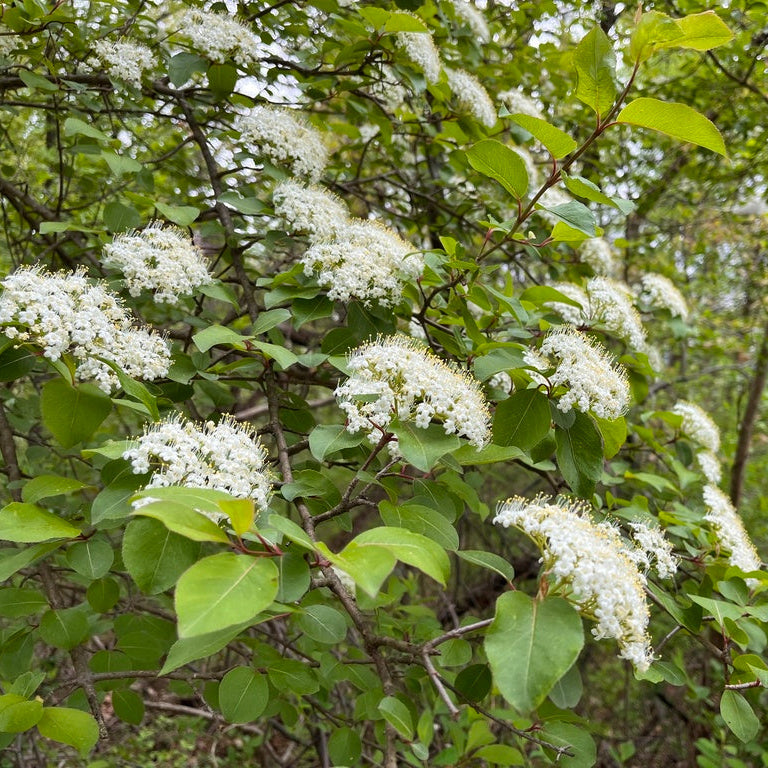Blackhaw Viburnum