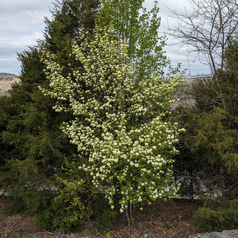 Blackhaw Viburnum