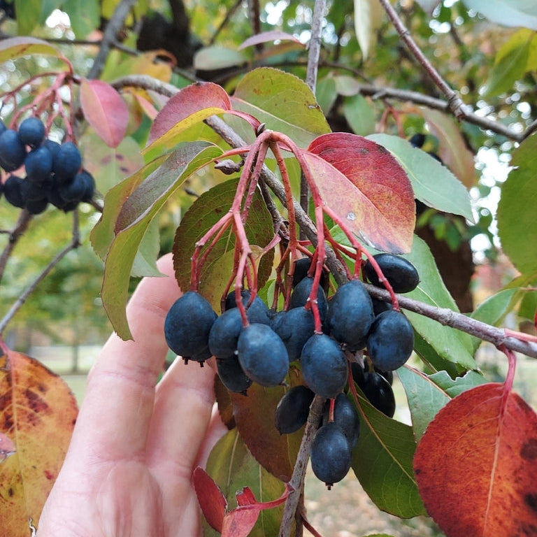Blackhaw Viburnum