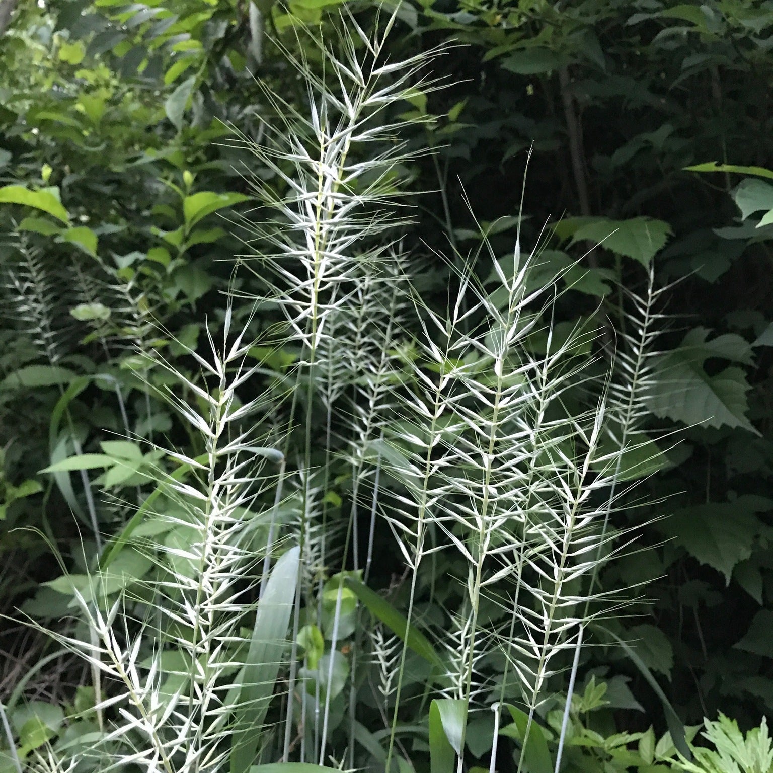 Bottlebrush grass seed heads against a backdrop of dense green foliage