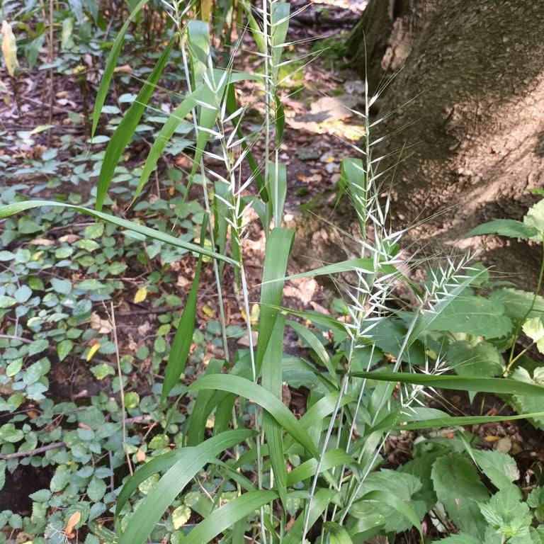 Tall grasses growing near a tree in a forest setting