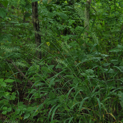 Bottlebrush grass and plants in a forest setting