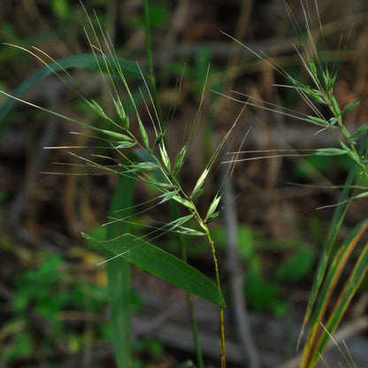 Close-up of a bottlebrush grass plant with a blurred natural background