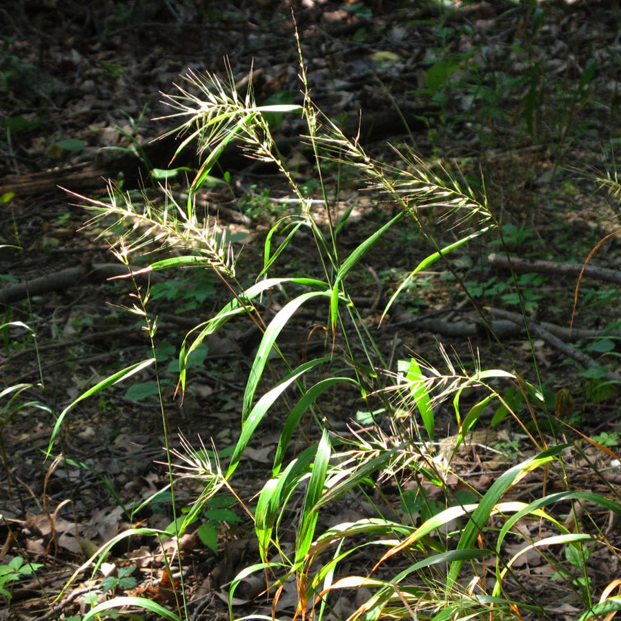 Tall grasses growing in a forest floor with sunlight filtering through.