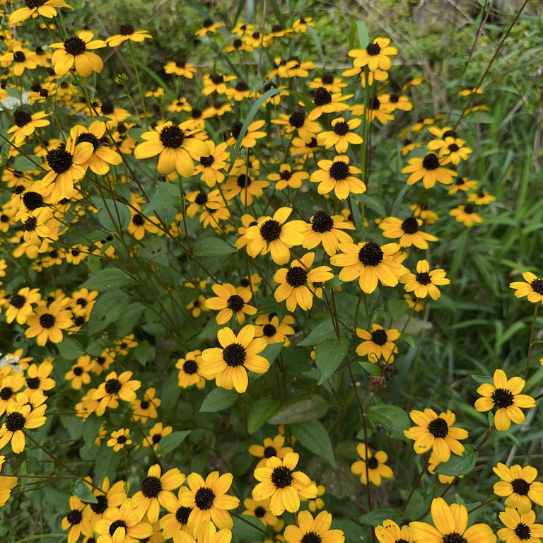 Brown-eyed Susan