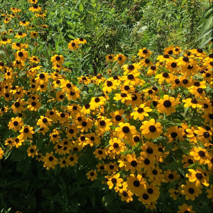 Bouquet of yellow flowers with black centers in a field
