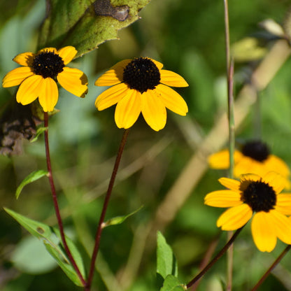 Brown-eyed Susan