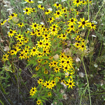 Brown-eyed Susan