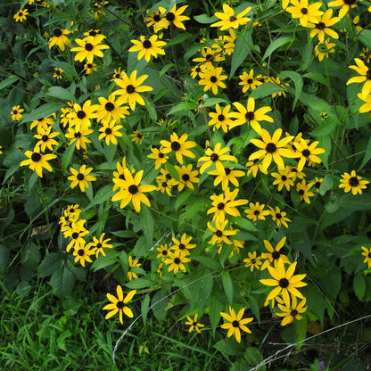 Brown-eyed Susan