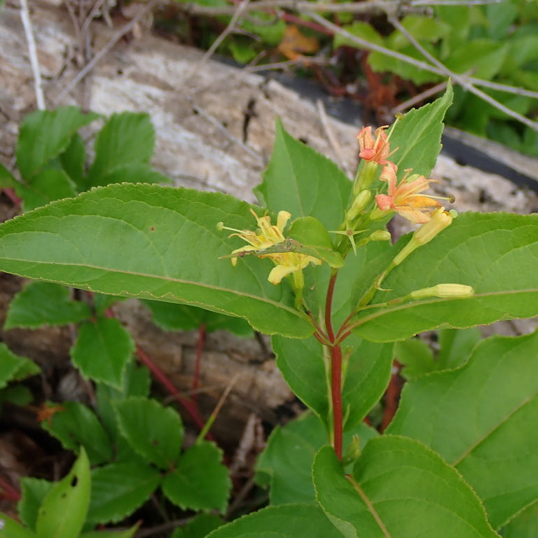 Northern Bush Honeysuckle