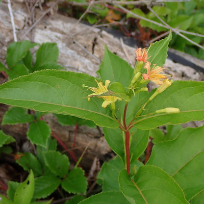 Northern Bush Honeysuckle