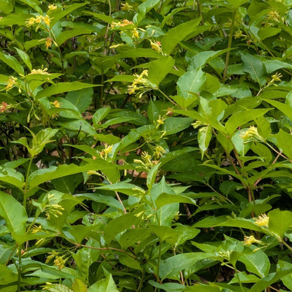 Northern Bush Honeysuckle