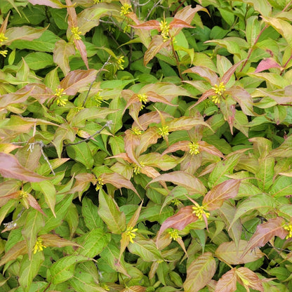 Northern Bush Honeysuckle