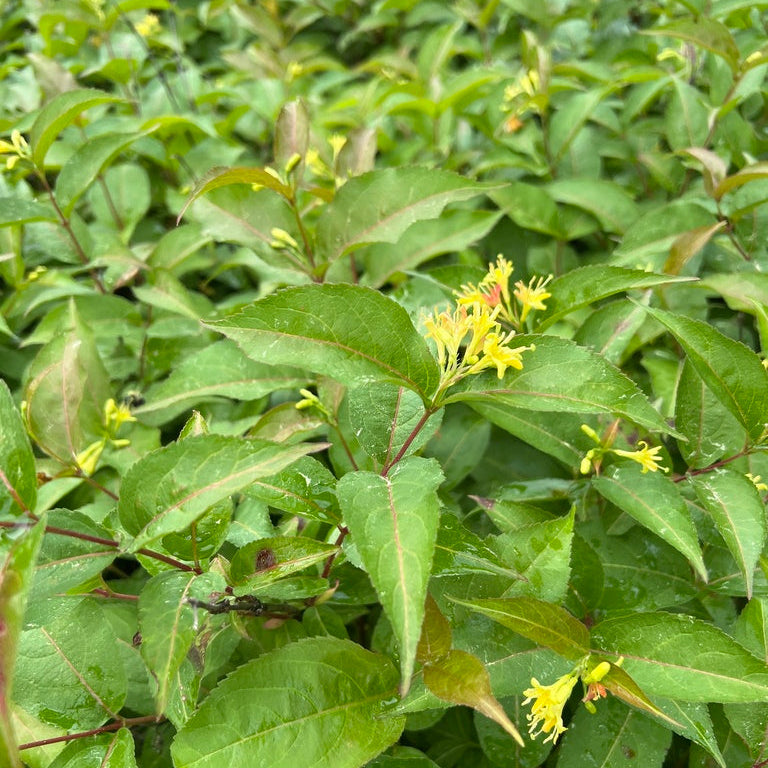 Northern Bush Honeysuckle