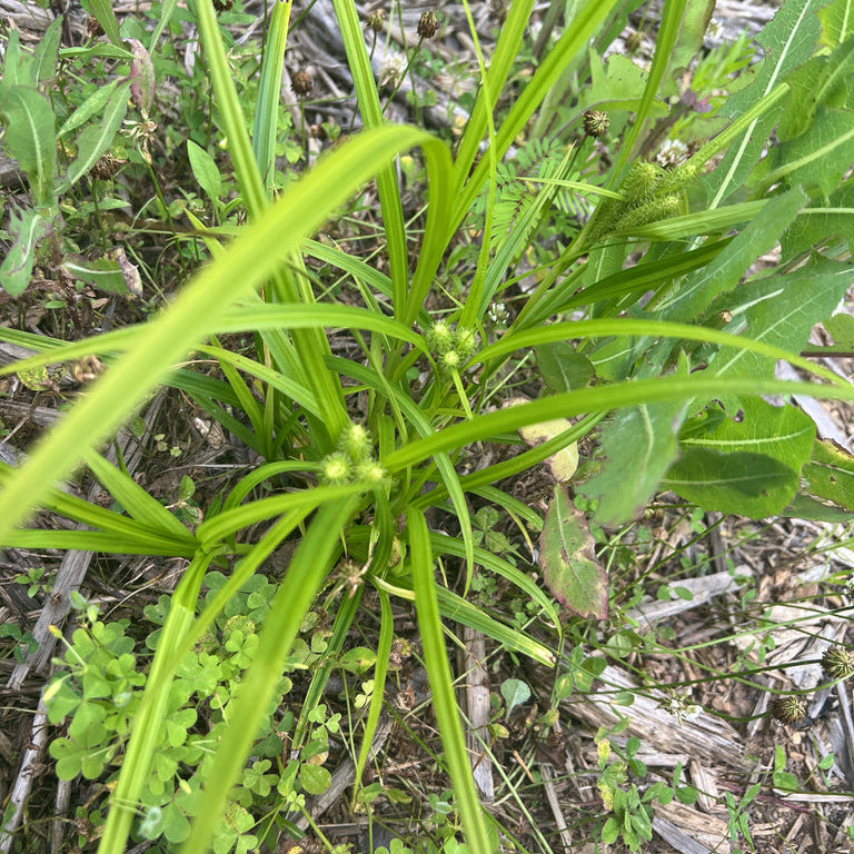 Bristly Cattail Sedge