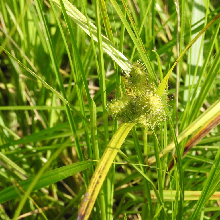 Bristly Cattail Sedge