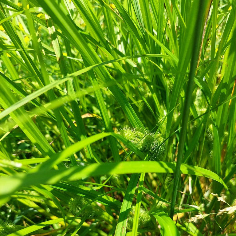 Bristly Cattail Sedge